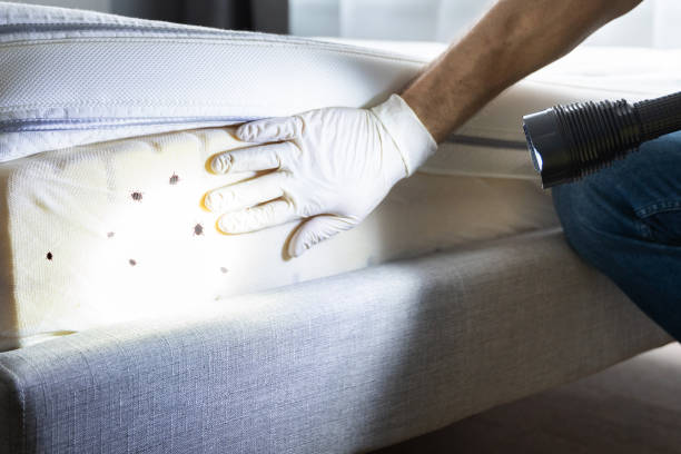 Best Insect Control  in Elma Center, NY