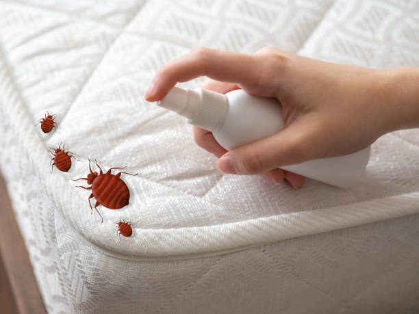 Best Ant Control Services  in Elma Center, NY