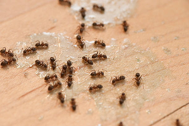 Best Bed Bug Extermination  in Elma Center, NY